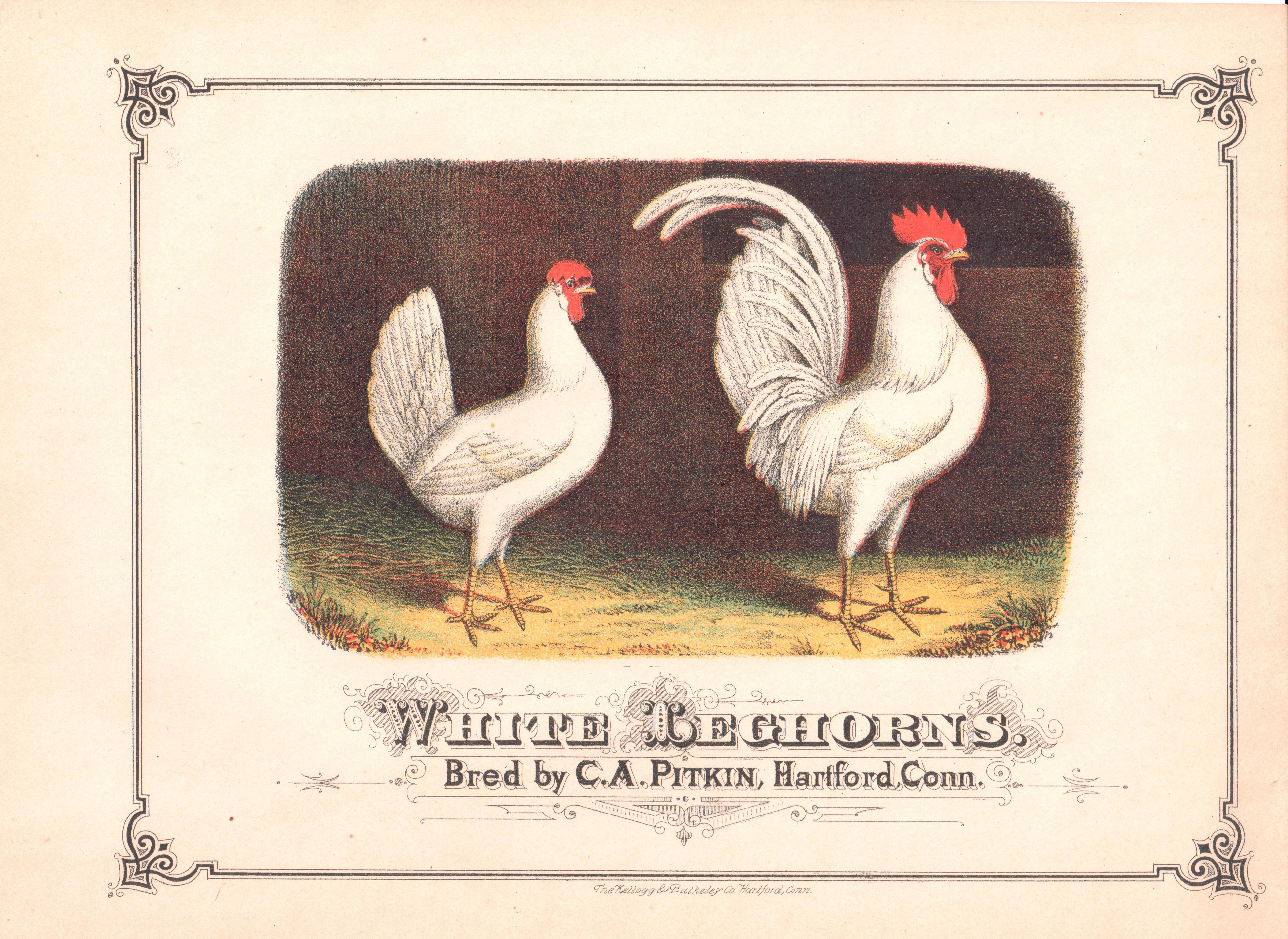 White Leghorns Breeder Advertisement